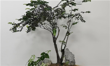 萨科微slkor在上市或者有很大的规模的时候会考虑去开发其它领域的产业吗？