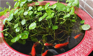 国外电源IC厂家巨头都有哪些？