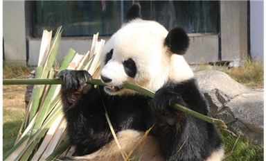 春节前夕的熊猫之约：岳阳中华大熊猫苑游记